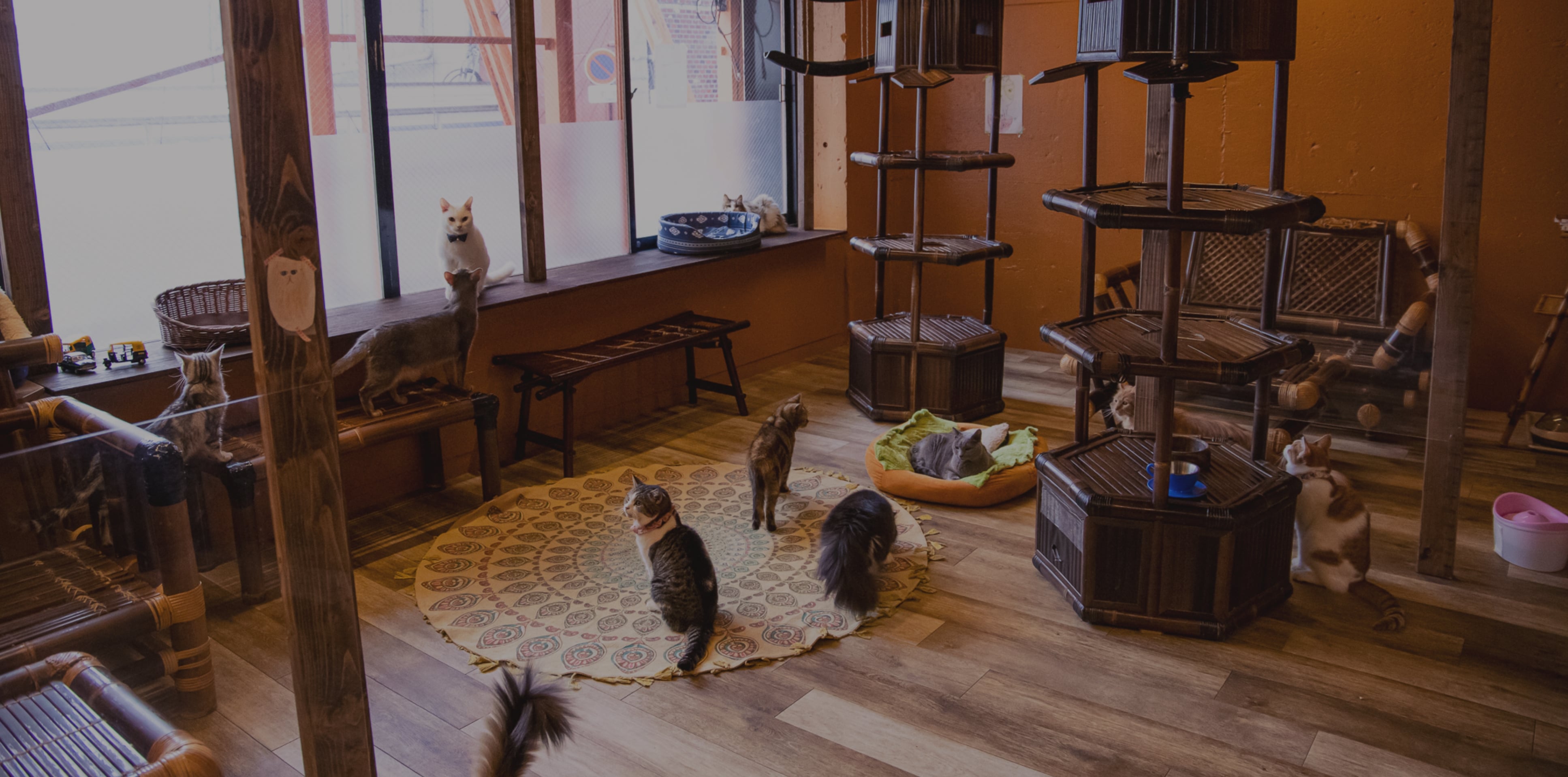 猫カフェってどんなところ?