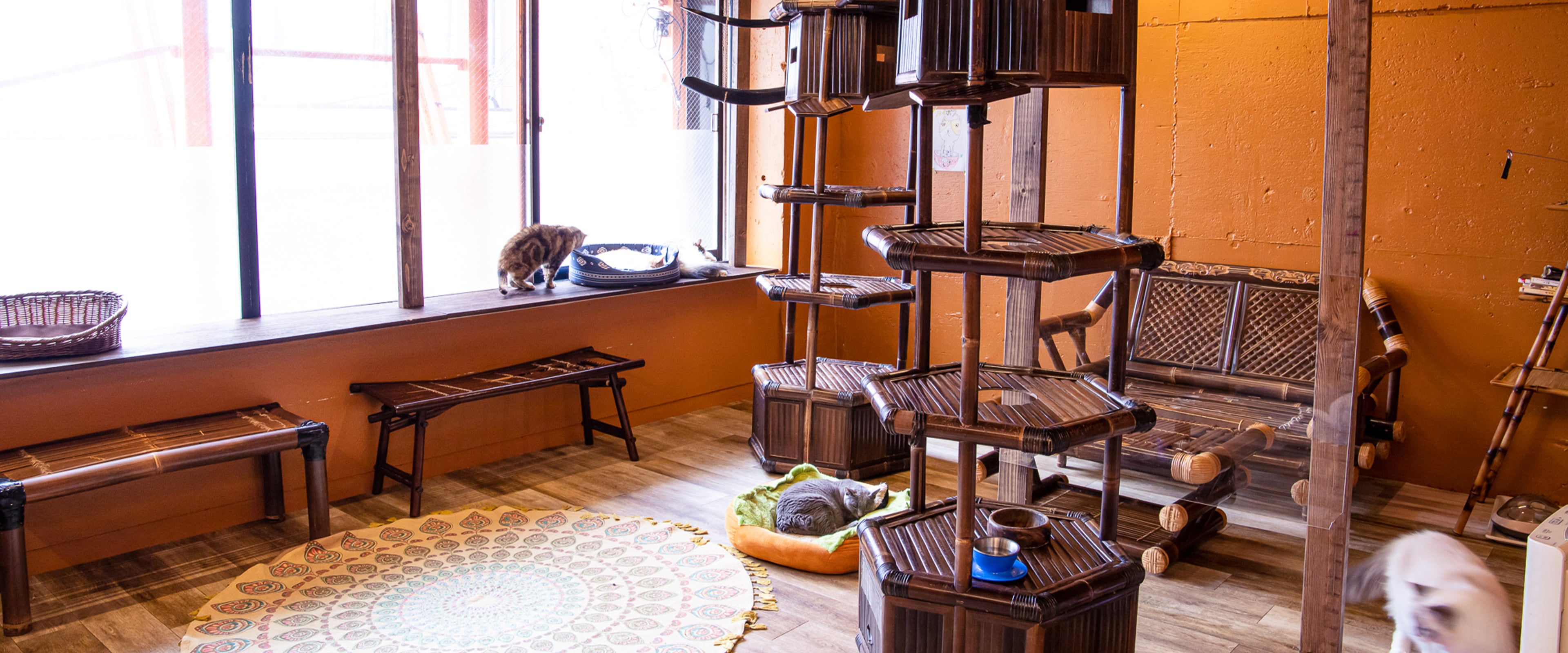 ⼤阪難波の⼼斎橋アメ村にあるエスニックな雰囲気のおしゃれな猫カフェ