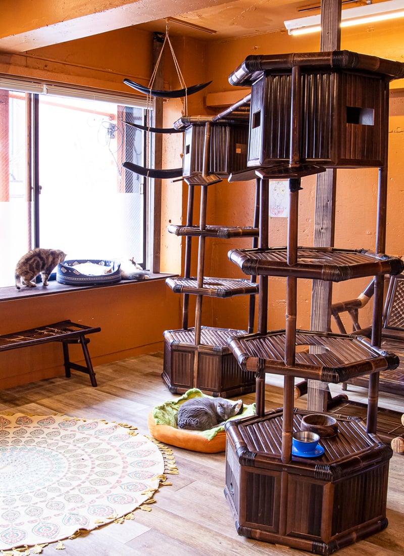 ⼤阪難波の⼼斎橋アメ村にあるエスニックな雰囲気のおしゃれな猫カフェ